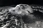 An adult loggerhead turtle returns to the ocean after laying its eggs on the beach in Hollywood, Florida, 1980