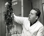 Dr. Moed examines seaweed found in the Atlantic Ocean